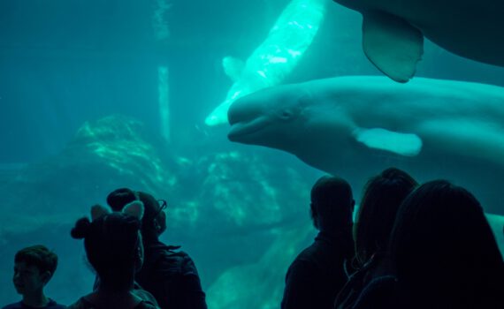 Foto Aquarium