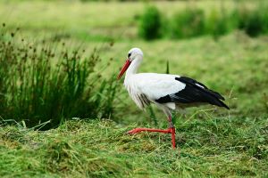 Storch auf einer Wiese
